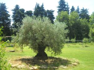 Appartement dans Mas Provencal : photos des chambres