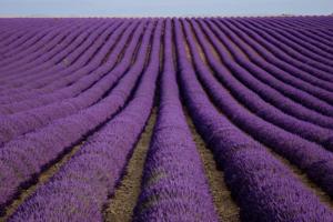 Hebergement Gite L'Eglantine : photos des chambres