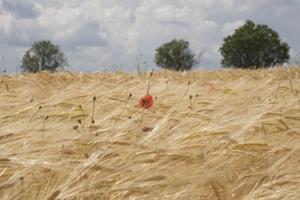 Hebergement Gite L'Eglantine : photos des chambres