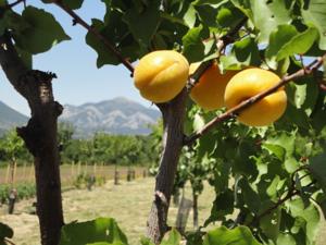 Hebergement Un Gite de Charme en Haute Provence : photos des chambres