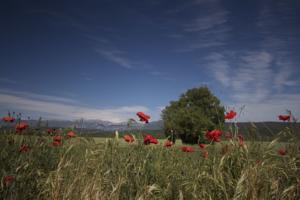 Hebergement Gite L'Eglantine : photos des chambres