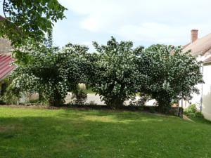 Appartement La Petite Montoise : photos des chambres