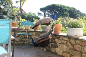 Hebergement Mas Lamon : photos des chambres