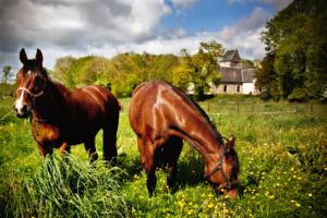 Hebergement Gite Le Saint Anne : photos des chambres