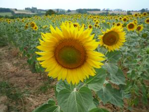 Hebergement Gite de Vinces : photos des chambres