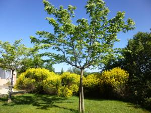 Hebergement Villa Le Tournesol : photos des chambres