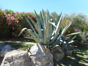 Hebergement Gite Anduze Le Clos Des Cigales : photos des chambres