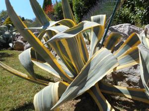 Hebergement Gite Anduze Le Clos Des Cigales : photos des chambres