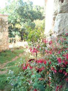 Hebergement Ferme de Samson : photos des chambres