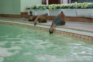 Hebergement Chalet le Polonez : photos des chambres