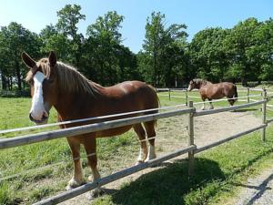 Hebergement Holiday Home Le Bois Peschard.3 : photos des chambres