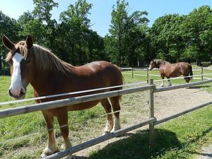 Hebergement Holiday Home Le Bois Peschard.4 : photos des chambres