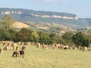 Hebergement Gite du Jardin Castel d'Alzac : photos des chambres