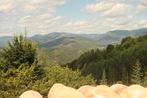 Hebergement Coeur Des Monts d Ardeche : photos des chambres