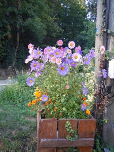 Hebergement Butterfly Cottage : photos des chambres