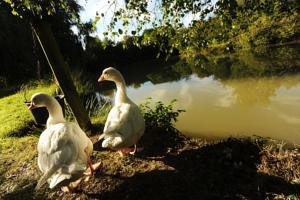 Hebergement Kimaro Farmhouse Holiday Cottage : photos des chambres