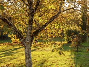 Hebergement Maison De Vacances - Cazals 2 : photos des chambres