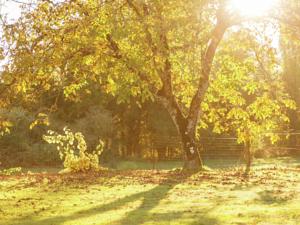 Hebergement Maison De Vacances - Cazals 2 : photos des chambres