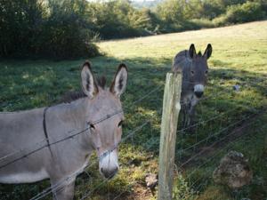 Hebergement Maison De Vacances - Larzac-Belves : photos des chambres