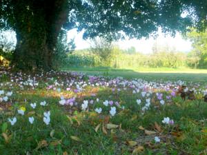 Hebergement Villa Cussay : photos des chambres