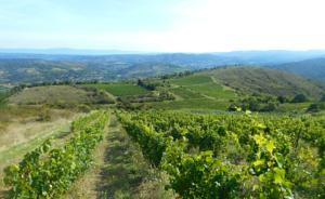 Hebergement Gite Vigneron du Domaine d'Alon : photos des chambres