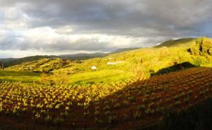 Hebergement Gite Vigneron du Domaine d'Alon : photos des chambres