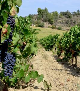Hebergement Gite Vigneron du Domaine d'Alon : photos des chambres