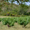 Hebergement Gite Vigneron du Domaine d'Alon : photos des chambres