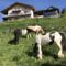 Appartement Chalet Eterlou : photos des chambres
