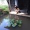 Hebergement L'Orchidee : photos des chambres
