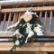 Appartement Le Chalet Du Pic : photos des chambres