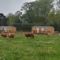 Hebergement Les chalets de Bes Le Campagnard  : photos des chambres