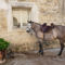 Hebergement Saint Mathieu De Treviers I : photos des chambres