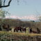 Hebergement Haras Picard Du Sant Le Chalet : photos des chambres