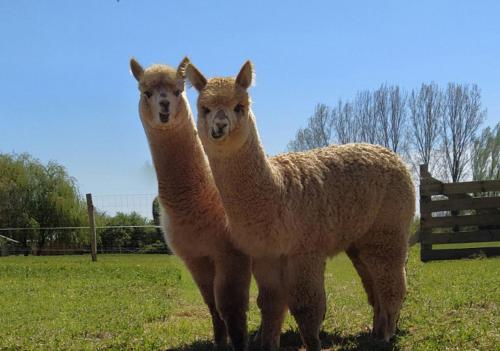 Domaine Ramonjavel, glamping & alpaca's : B&B / Chambres d'hotes proche de Tombebœuf