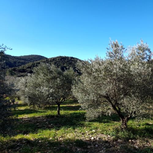 L'oliveraie de Juju : Campings proche d'Arboras
