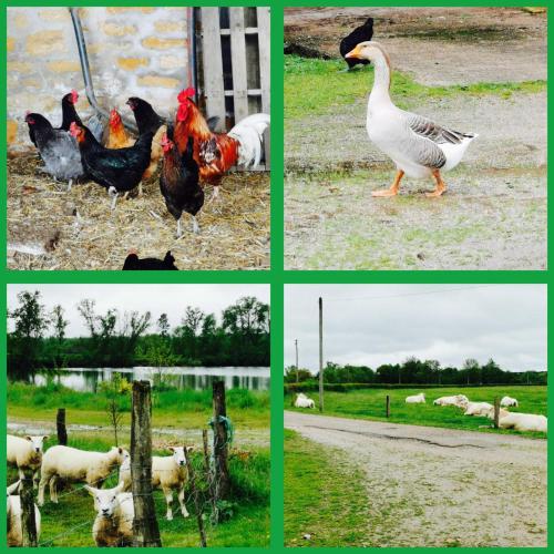 Des vacances comme à la ferme : Maisons de vacances proche de Sainte-Radegonde