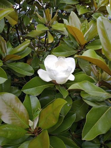 Magnolia : Appartements proche de Cerisy-Buleux