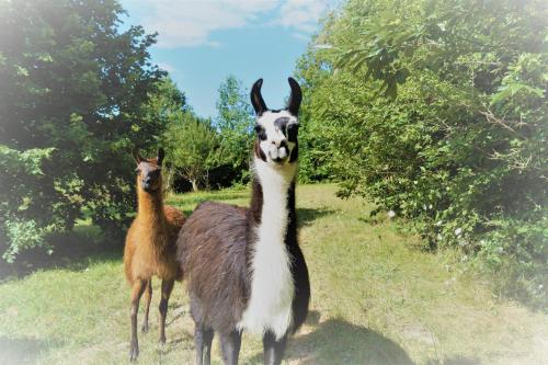 Loire Valley Llama Farm Stay : Sejours a la ferme proche de Lavernat