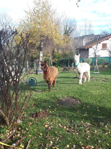 Gite Le Fournial et ses animaux - 5 personnes : Maisons de vacances proche de Saint-Jean-Saint-Gervais