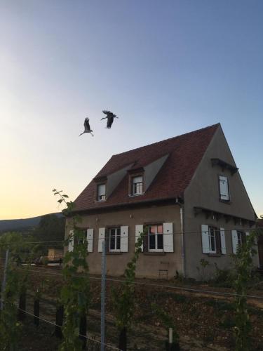 La Clé du Vignoble : Villas proche de Reichsfeld