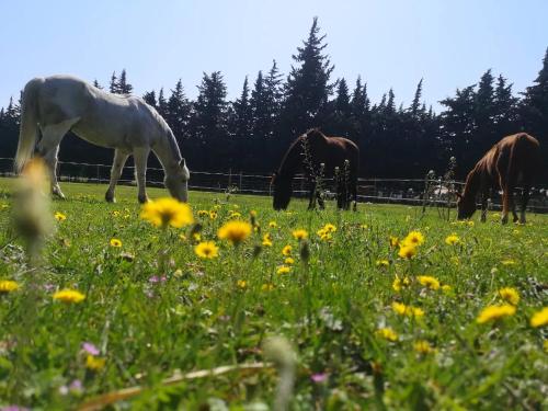 Gîte du Poney Fringant - Prancing Pony : Maisons de vacances proche de Saint-Restitut