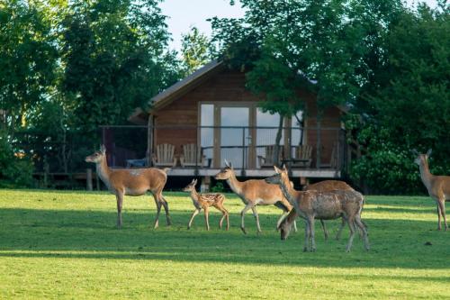 Parc Animalier de Sainte-Croix : Hotels proche de Guermange