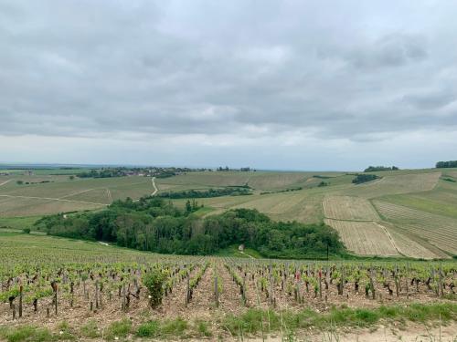 Au coeur des vignes chablisiennes : Maisons de vacances proche de Sainte-Pallaye