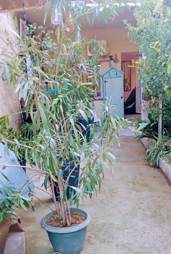 Studio avec jardinet - Visa pour l'image : Maisons de vacances proche de Peyrestortes