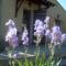 Maisons de vacances gite les iris : photos des chambres